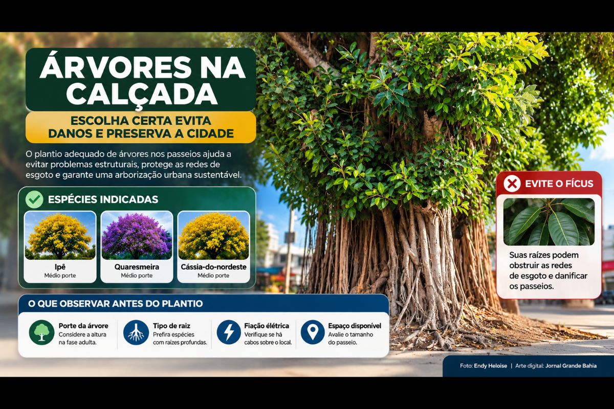 Escolha de espécies de médio porte e com raízes profundas ajuda a preservar passeios, redes de esgoto e a infraestrutura urbana.